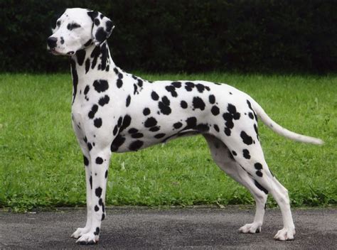 Blue Eyed Dalmatian Puppies Picture - Dog Breeders Guide