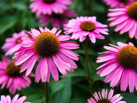 How To Plant Coneflower Seeds Outdoors at Stephanie Houghton blog