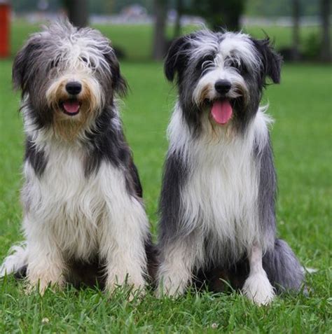 bearded collie mix - Google Search | Bearded collie, Collie, Scruffy dogs