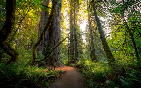 Why Forest Bathing Is Good for Your Health - Mindful