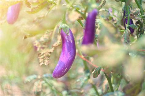 21 of the Best Japanese Eggplant Varieties | Gardener’s Path