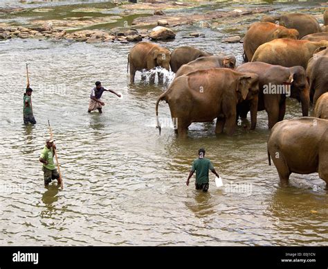 Elephant bathing at the orphanage in Sri Lanka Stock Photo - Alamy