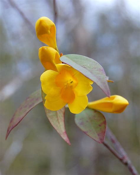 Yellow Jasmine | South Carolina state flower. Grows in the S… | Flickr