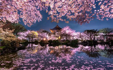 Tokyo Cherry Blossom Photo Tours - Blain Harasymiw Photography