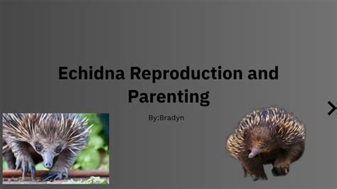 Echidna Reproduction and Parenting by Bradyn Freeman on Prezi