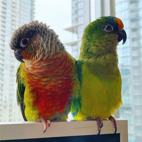 How to Care for Conures - Bird Sitting Toronto