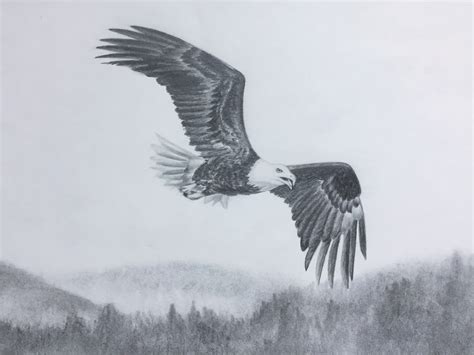 Drawings Eagle Drawings at Anne Gries blog