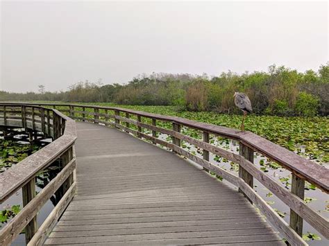 Anhinga Trail: 2020 Ce qu'il faut savoir pour votre visite à Parc ...