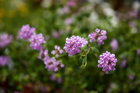 small purple flowers are blooming in the garden