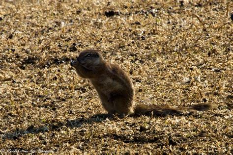 South African Ground Squirrel – birding101.co.za