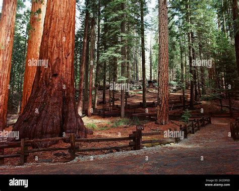 Giant Sequoia Trees Stock Photo - Alamy