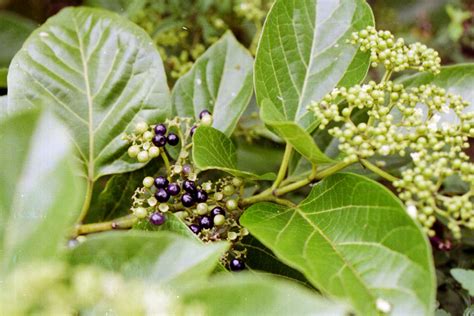 Premna serratifolia - CREEK PREMNA - Burringbar Rainforest Nursery