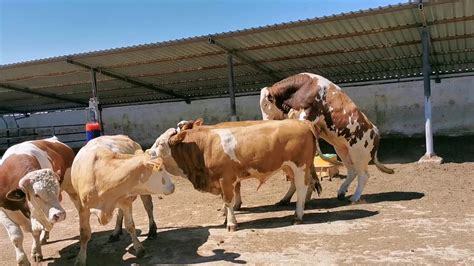 Bulls & Cows Best Farming - New Bulls Meet Cows First Time #17 - YouTube