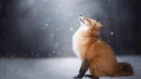 wallpaper et fond d'écran renard neige animal animaux hiver nature ...