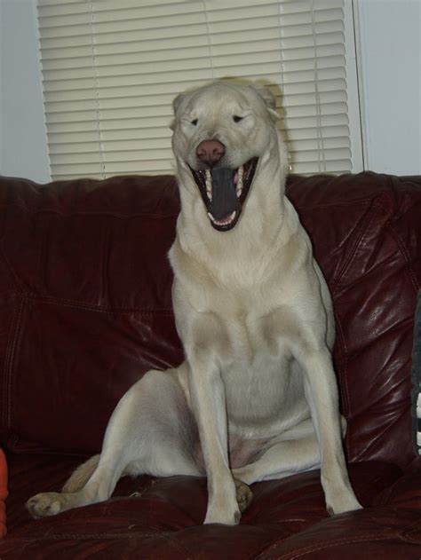 Creepy Dog World's Ugliest Dogs - Anjing Retriever