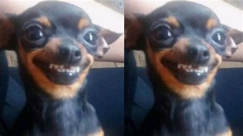 Tekinha Charmosa: Cadelinha pinscher vira meme com sorriso encantador; confira