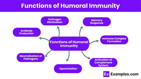 Humoral Immunity - Definition, Function, Types, Component & More