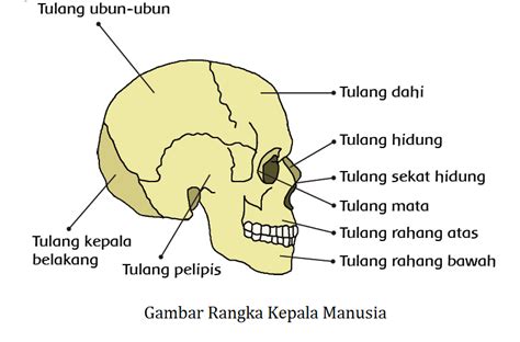 Kerangka Tubuh Kita dan Fungsinya