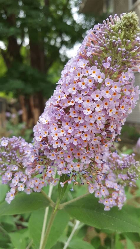 butterfly bush in bloom | Butterfly bush, Bloom, Flowers