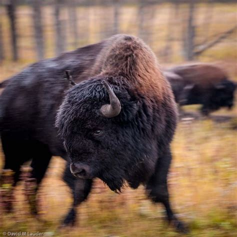 Bison at Riding Mountain National Park, Manitoba, Canada. 500px / Photo ...