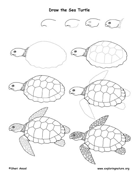 Sea Turtle Drawing Lesson