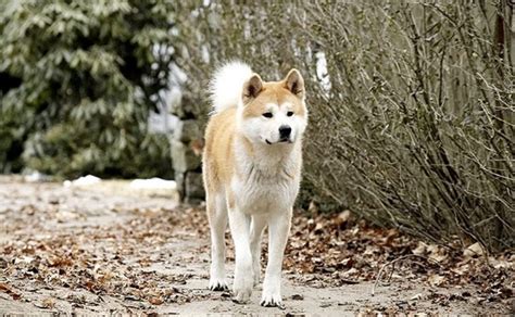 Is Hachi: A Dog’s Tale a True Story? Is the Movie Based on Real Life?