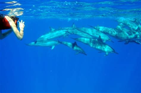 $120 Dolphin Excursions | Dolphin tours, Whale watching tours, Hawaii vacation