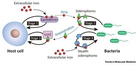 Siderophores