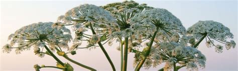 Giant Hogweed Removal: Identification & Eradication