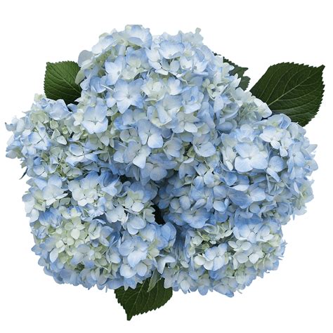 Light Blue Hydrangea Bouquet