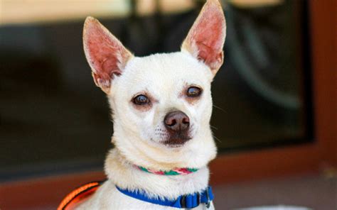 Pet of the Week – Chico | News | San Diego County News Center