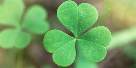 The Meaning of the Irish Shamrock (Clover) | The Sweater Shop