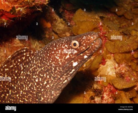 Reticulate Moray Eel, Muraena retifera Stock Photo - Alamy