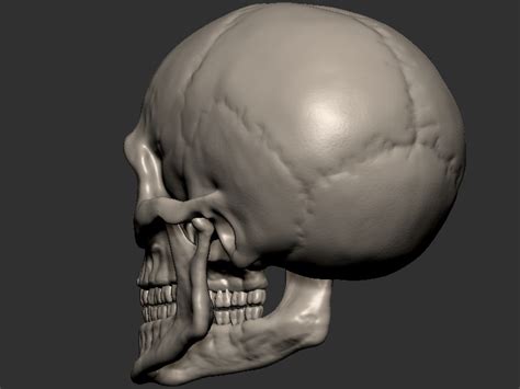 Skull human 3D model 3D printable | CGTrader