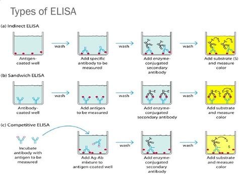 Enzyme-linked immunosorbent assay (Principle, types and applications) - Online Science Notes