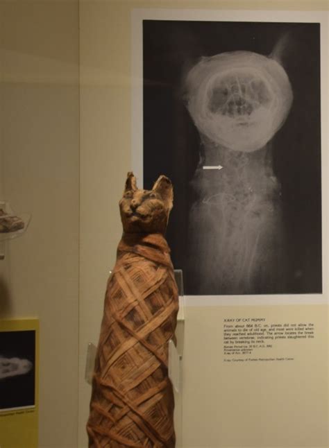 Why Were Cats Mummified in Ancient Egypt?