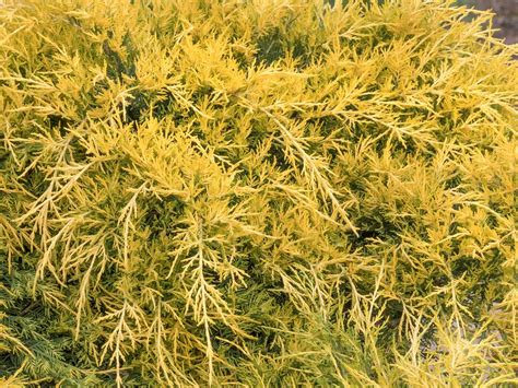 Juniper, Sea of Gold - Campbells Nursery