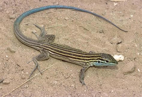 Arizona striped whiptail - WildEarth Guardians