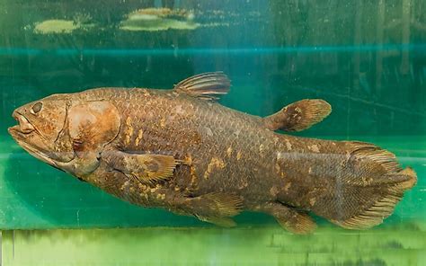 10 Interesting Facts About Coelacanths - WorldAtlas