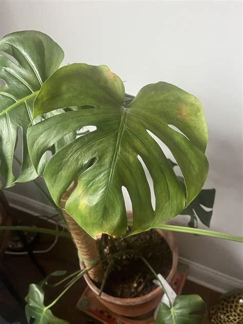 Monstera tips : r/IndoorGarden