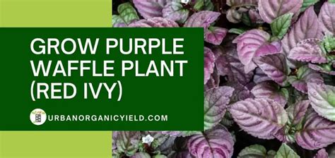 How To Grow Purple Waffle Plant | UrbanOrganicYield.com