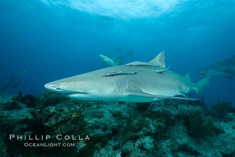 Lemon shark, Negaprion brevirostris photo, Bahamas, #32031