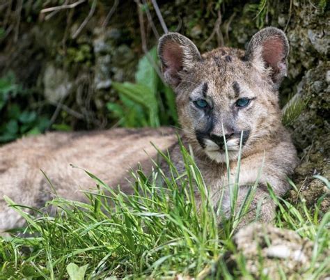 Big Blue Eyed Mountain Lion Cub : r/hardcoreaww