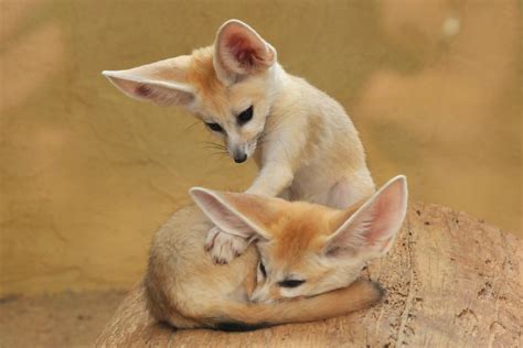 Fennec Fox Pups | Baby Animals | Pinterest