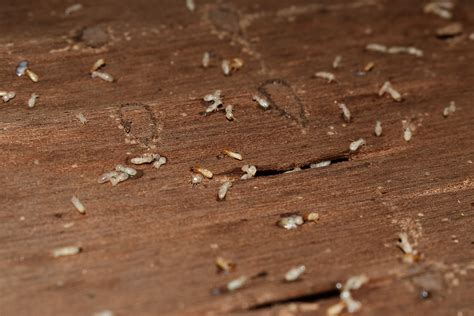 What’s Causing Termites in My Florida Home? - Termite Prevention