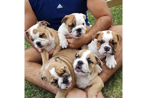 Outstanding English Bulldog Puppies For Adoption