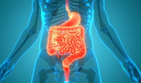 Short Bowel Syndrome: Causes And Consequences - Fitt Feast