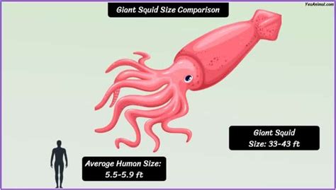 Giant Squid Size: How Big Are They Compared To Others?