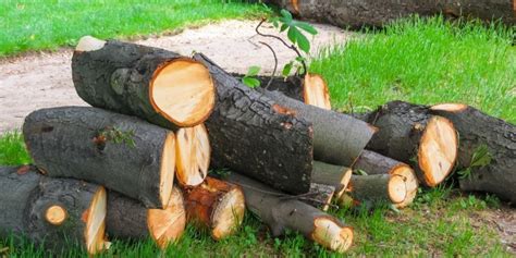 Tree Debris Removal Cost: Pricing Guide, Services and Benefits