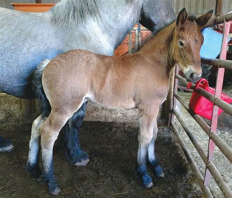 Today’s American Brabant Horse - Small Farmer's JournalSmall Farmer's Journal